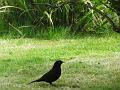 2014-0419-1330_Blackbird_11,8C